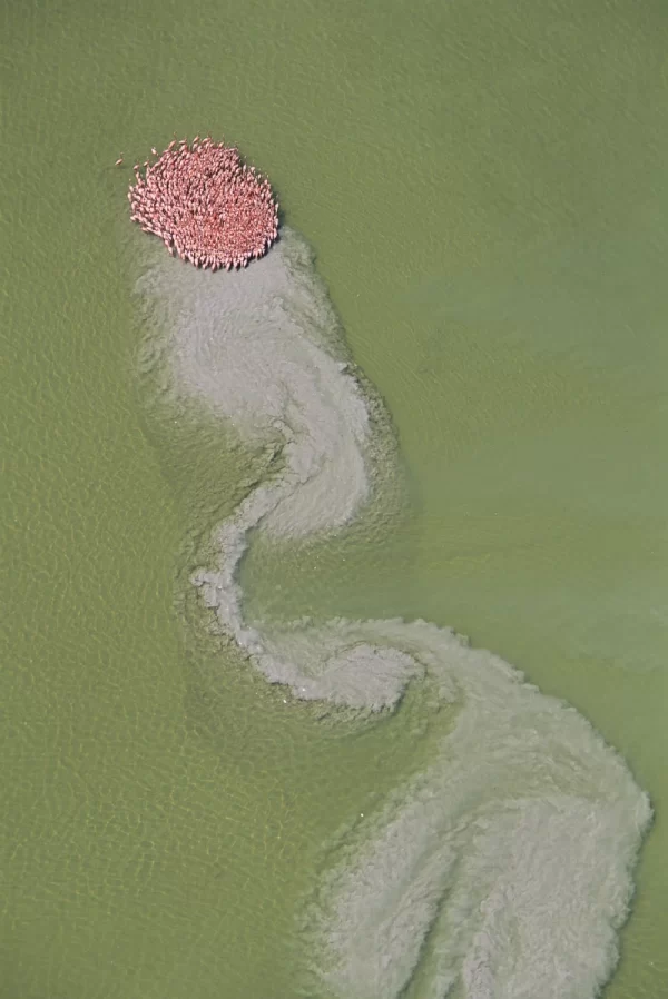 Flamencos, Río Lagartos, Yucatán.