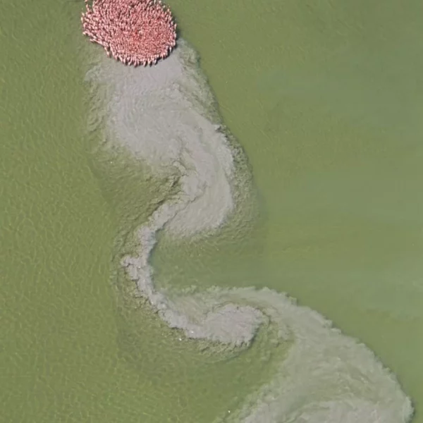 Flamencos, Río Lagartos, Yucatán.
